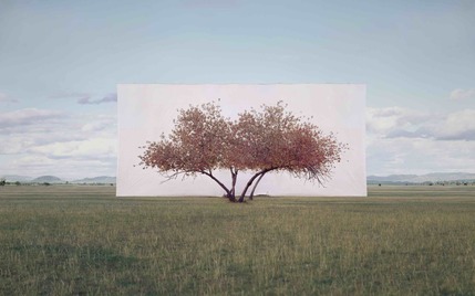 Among the Trees Among the Trees