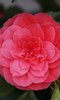 Chiswick House Camellia Show Chiswick House Camellia Show