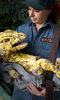 Erth's Dinosaur Zoo Erth's Dinosaur Zoo